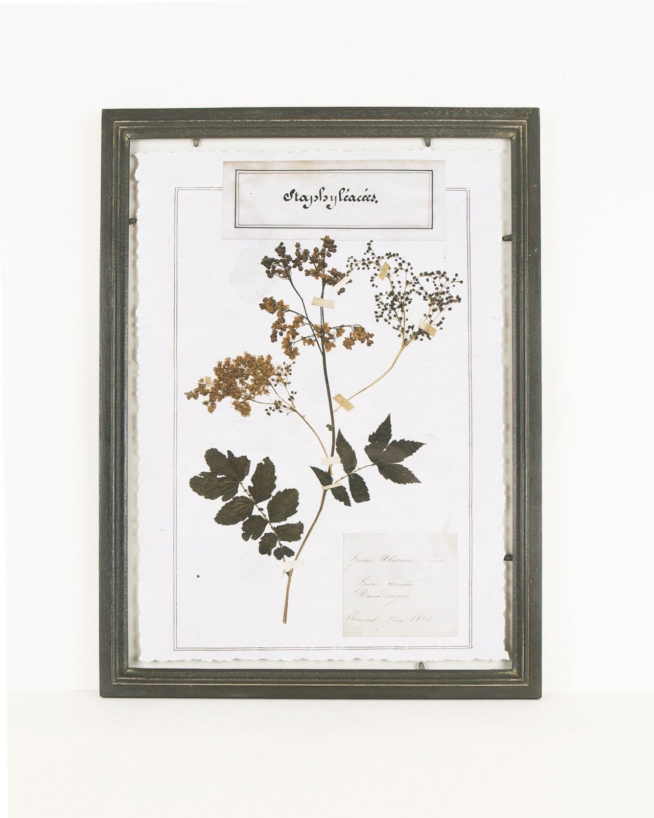 Nushka Accessories Set of Six Framed Botanical Prints